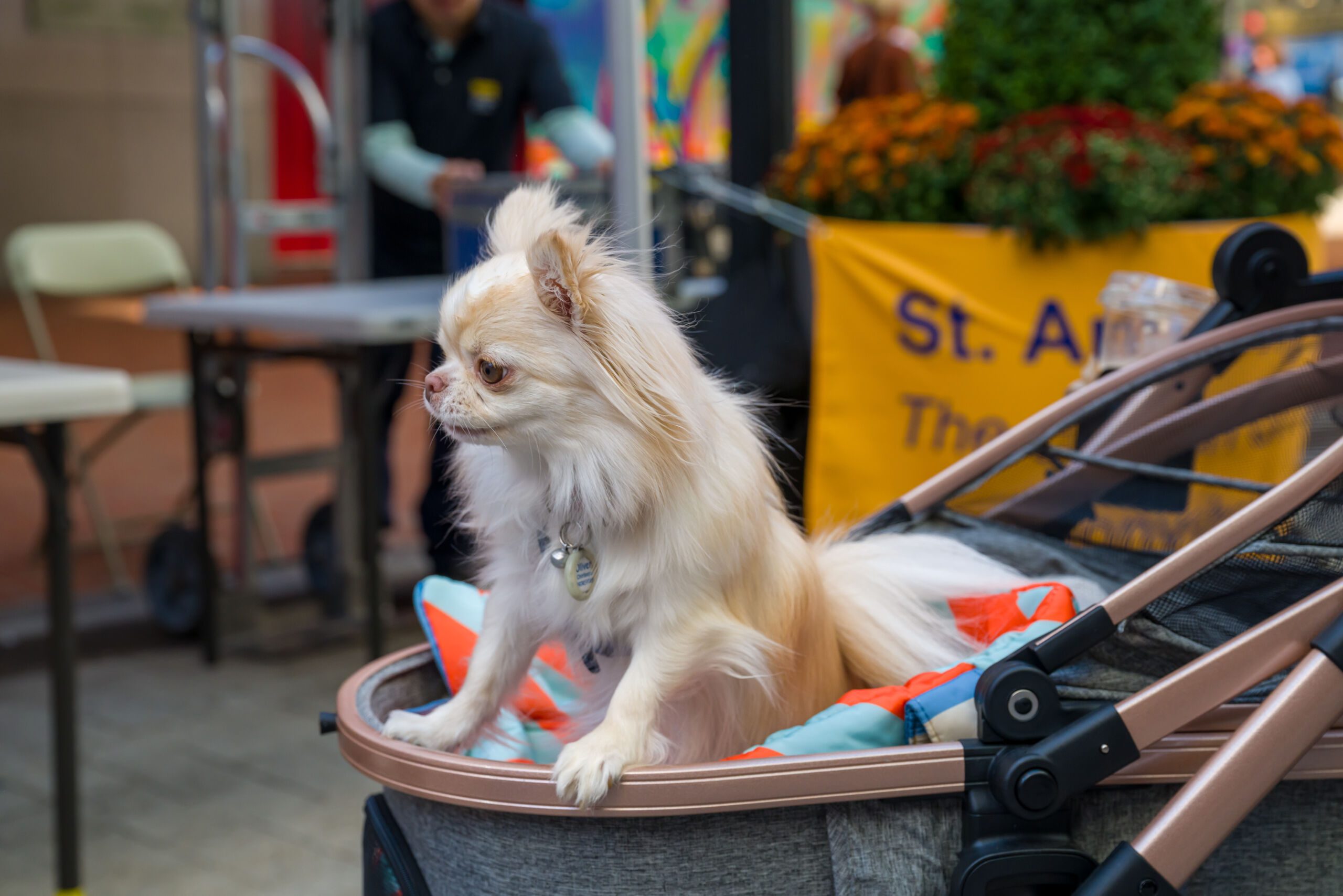 Bless My Pet 5 JulianneGauron 4029 17 scaled