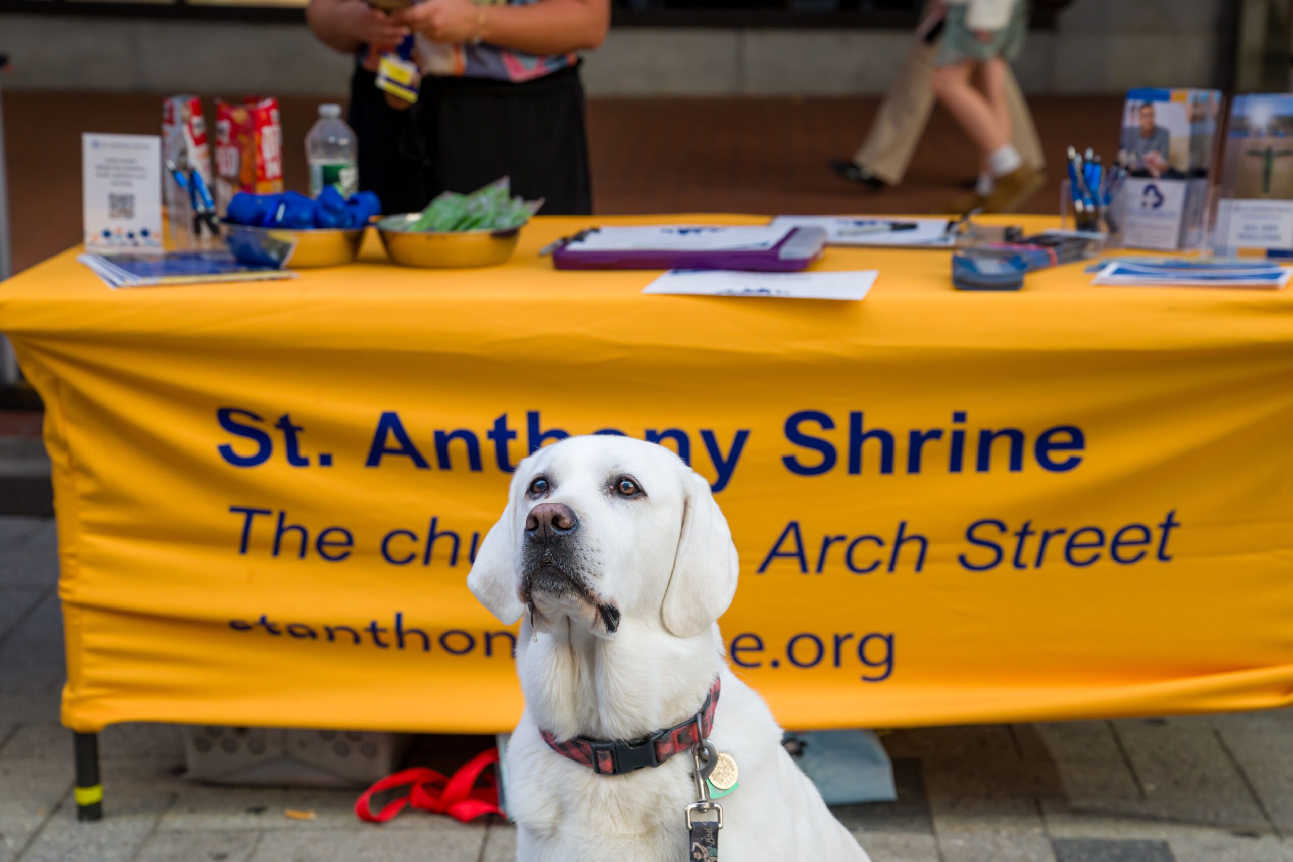 Bless My Pet 12 JulianneGauron 4363 81 scaled